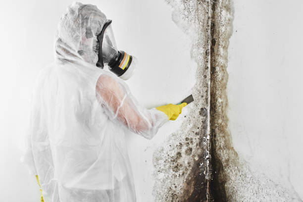 Best White Mold Remediation in Claremont, NH