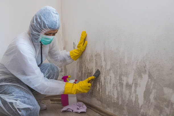 Best Residential Mold Remediation in Claremont, NH